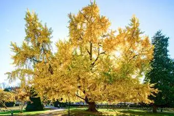 Огромно дърво гинко с жълти листа