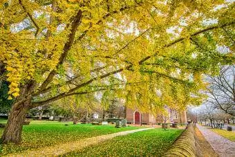 Гробище и гинко дърво през есента