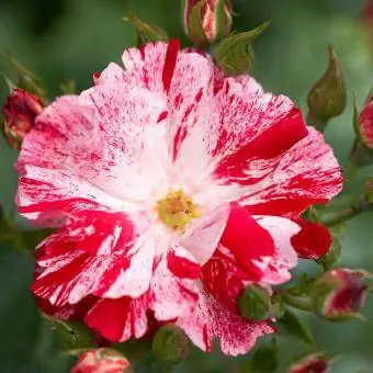 Rosa trepadora del 4 de julio