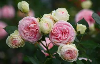 Rosa rampicante dell'Eden