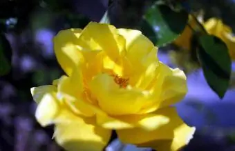 Rosas Chuvas Douradas