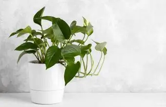 Pothos växt