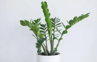 Zamioculcas zamiifolia მცენარე