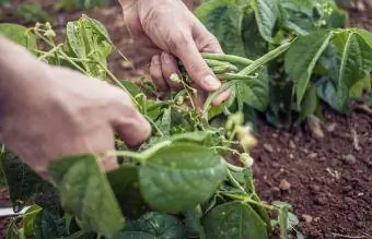 Farmárske ruky zbierajúce zelené fazuľky