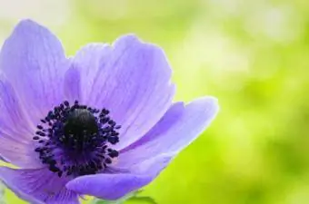 Violetti anemone unikko