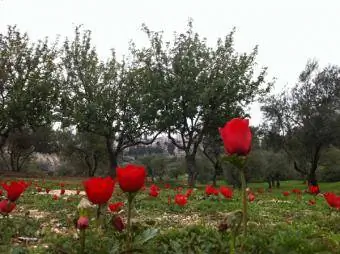 anemon poppy di antara pepohonan