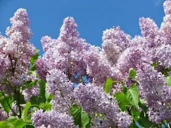 lilac ya zambarau