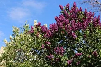 lilac shrubbery