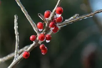 belukar holly tanpa daun