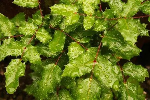 Mga Variety ng Holly Plant at Paano Palaguin at Pangangalaga ang mga Ito