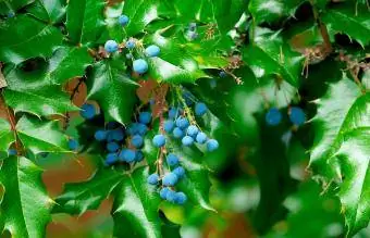 Mahonia wodnista