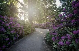 Mga palumpong ng Rhodendron