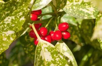 Aucuba Japonica Plant Berries