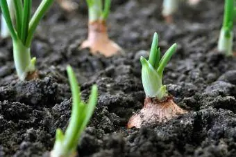 primo piano della crescente piantagione di cipolle