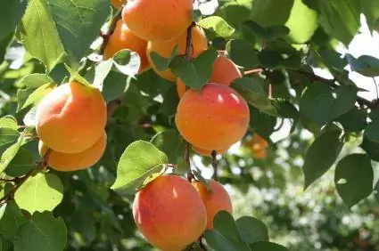 תנאי גידול וטיפול בעץ אפרסק