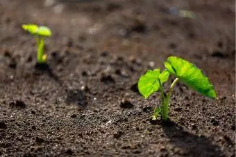 O'sayotgan Colocasia Esculenta