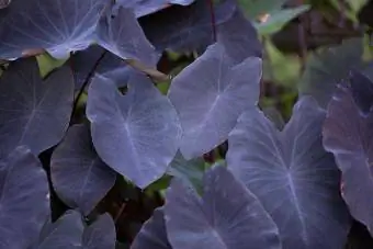 Qora sehrli fil qulog'i / Colocasia Esculenta zavodi