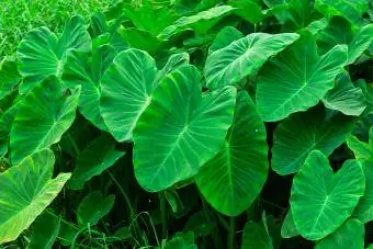 Elena Elephant Ear