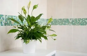 Spathiphyllum Peace Lily inomhusväxt