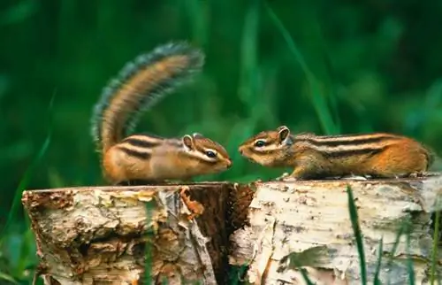 Come sbarazzarsi degli scoiattoli