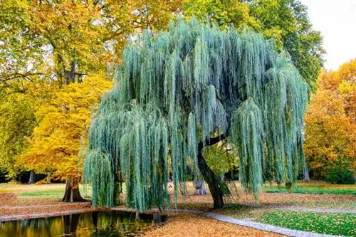 Kunci Pokok Willow: Penanaman, Menggunakan & Varieti