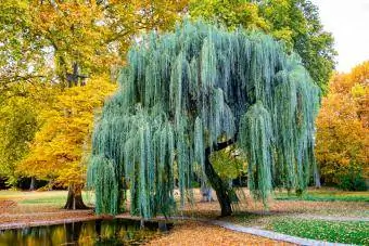 Sonbahar Almanya'sında parkta ağlayan ağaç