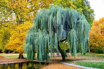 weeping will tree in park in jesen Njemačka