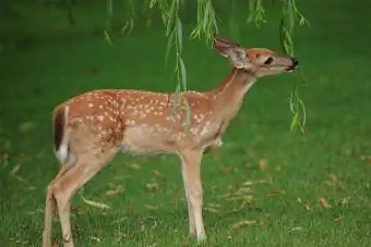 Söğüt ağacından yemek yiyen genç geyik yavrusu