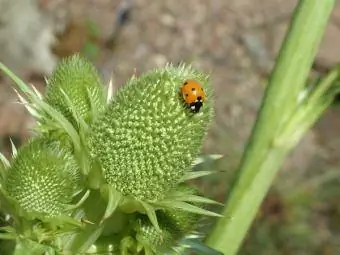 Seestechpalme mit Marienkäfer