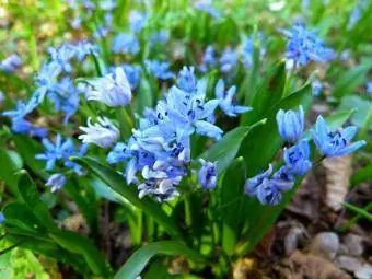 flor de scilla azul