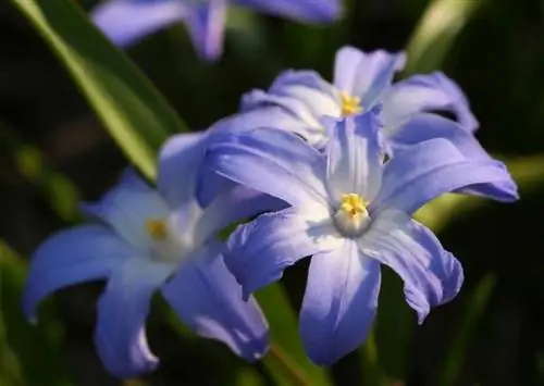 Scilla Flower Uses and Growing Guide