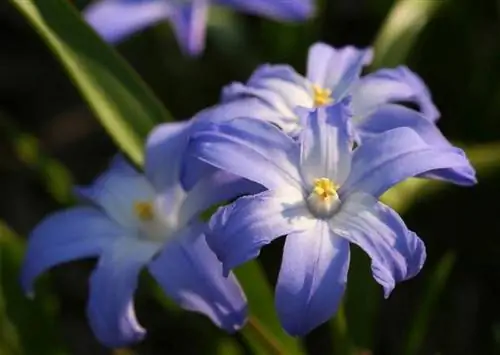 Vodnik za uporabo in gojenje cvetov Scilla