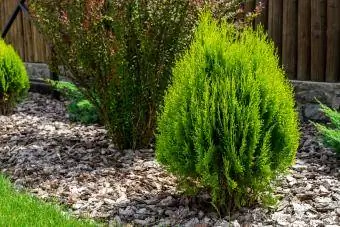 arborvitae kecil di lanskap