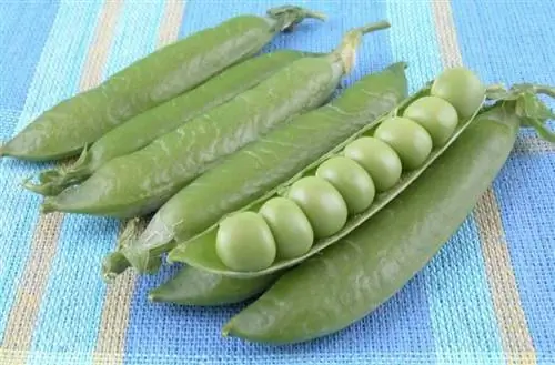 Cómo cultivar guisantes