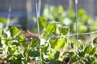 Plants de pois