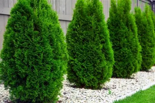 Emerald Green Arborvitae Faktai ir priežiūra