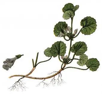 Εικονογράφηση ενός Glechoma hederacea