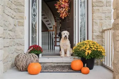 Lindos temas de outono DIY para decoração de casa