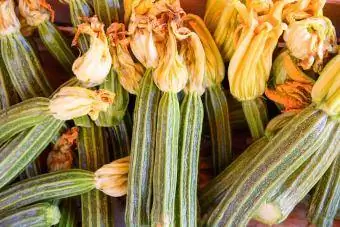 Costata Romanesco Zucchini