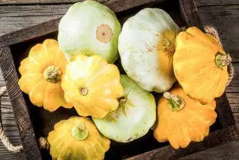 Raw farm squash peter pan