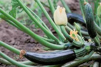 Blomst og frukt av zucchini