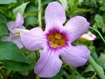 Winterharte Gloxinia, Foto von Toby Garden