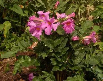 Incarvillea delavayi (winterharte Gloxinia) Trompetenblume | Foto mit freundlicher Genehmigung von Fredrik Lähnn, Wikimedia Commons