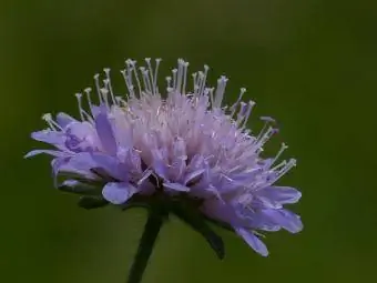 scabiosa od blizu