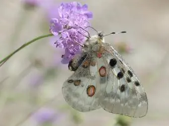 პეპელა on scabious