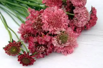 variété rouge de fleur en coussin