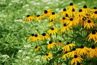 Fleurs de susan aux yeux noirs