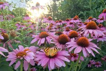 Motýľ odpočíva alebo zbiera peľový nektár z kvetov Pink Cone Flowers