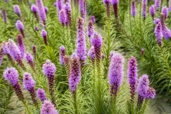 Violetti kukkiva Liatris