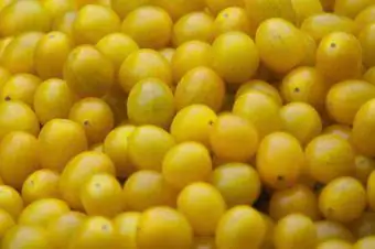 Hartman's Yellow Gooseberry